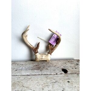 7 Point Whitetail Deer Antler Fur Taxidermy Mount Michigan Lodge Wall Decor 2010